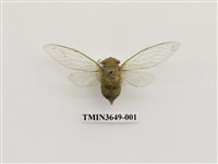 藏品(薄翅蟬)的圖片